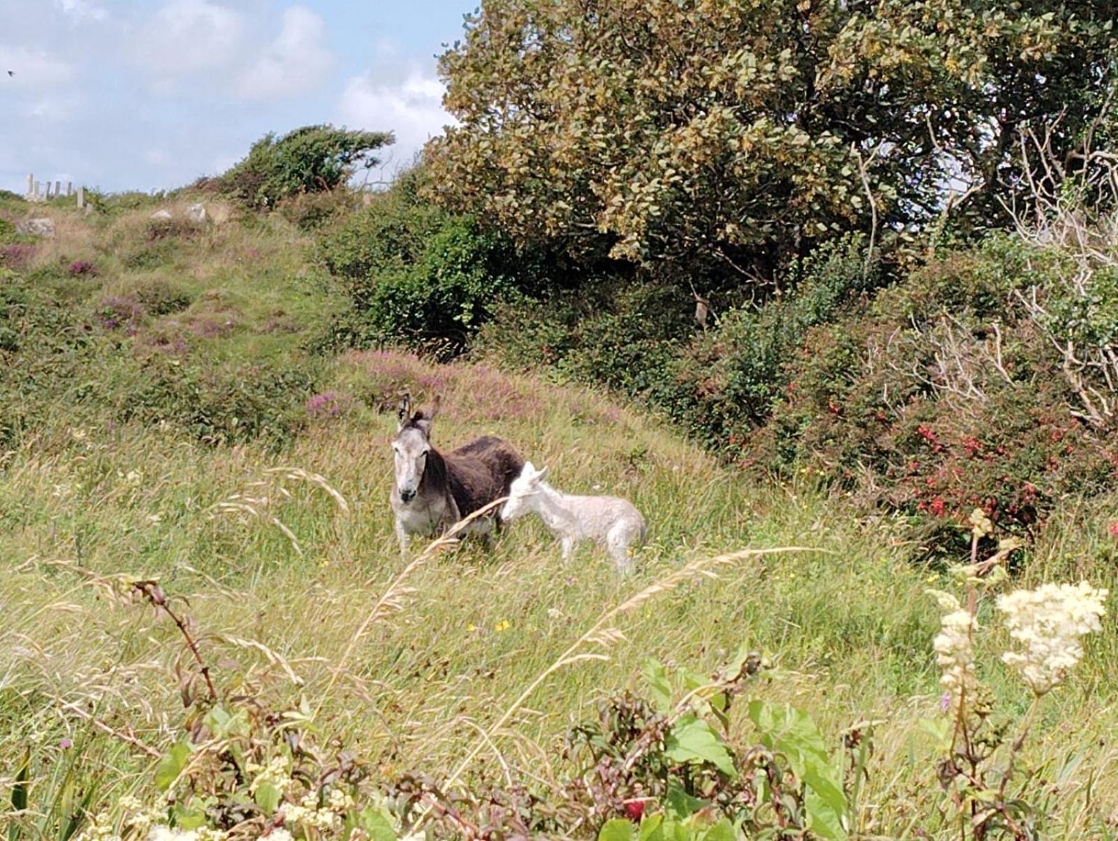 Ballyconneely House Galway Bagian luar foto